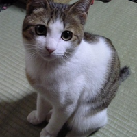 花吹雪～♪
