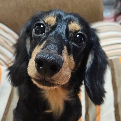 🐶鹿ちゃん 🐶