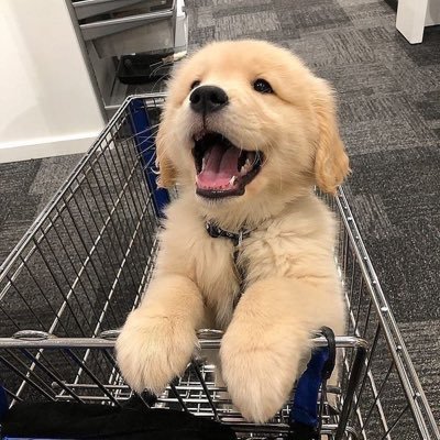 ⭐️🐶