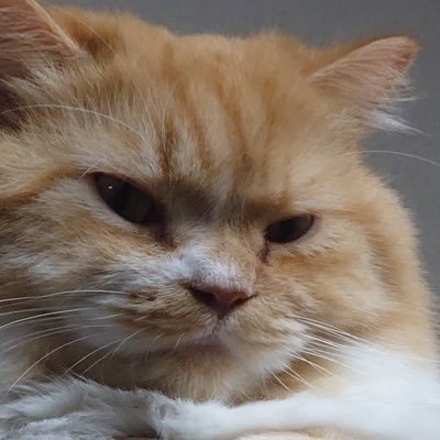 キンちゃん※今年中にチャンネル登録1万人