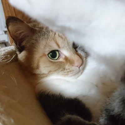 ふぉふぉい