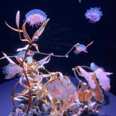 ひろしまY60🔛JO4LWM