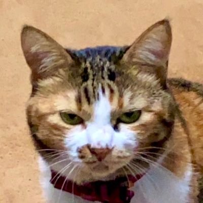 ✨5歳✨破壊神はるく！