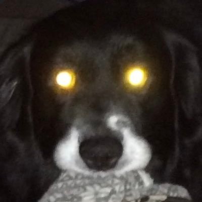 🦋蝶野 補足子🐿