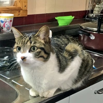 ٩(•ᴗ• ٩) 越谷 ٩(•ᴗ• ٩)