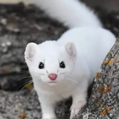 まめこ
