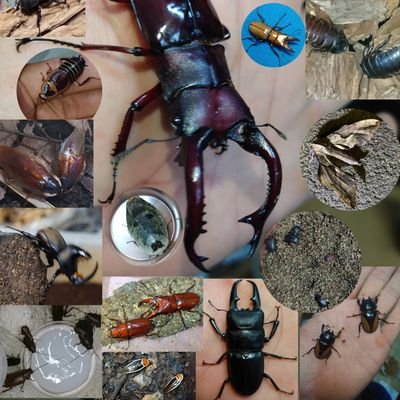 🐞虫蟲Production`S（むしむしプロダクション）