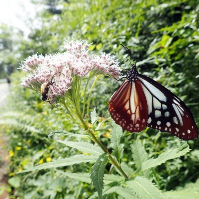 岩崎書店いきもの係📚よみきかせいきものしゃしんえほん「うまれたよ！」来年は既刊51巻に！📚