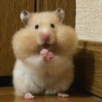 KaKaʕ•ﻌ•ʔฅ