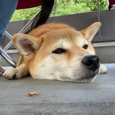 ばっふぁる@🤍👑＆💙🦕