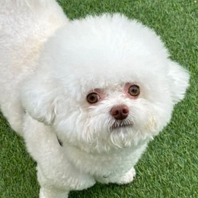 커트니러부(ジェジェ)