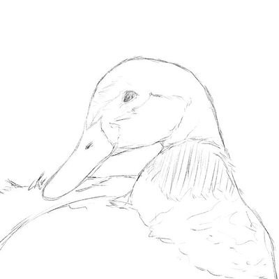 じょん〜居眠り渡り鳥🦆～