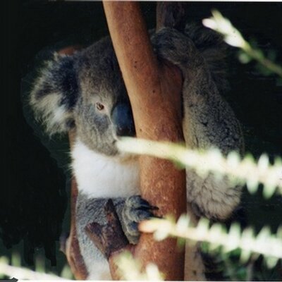 グローリーダイスケ