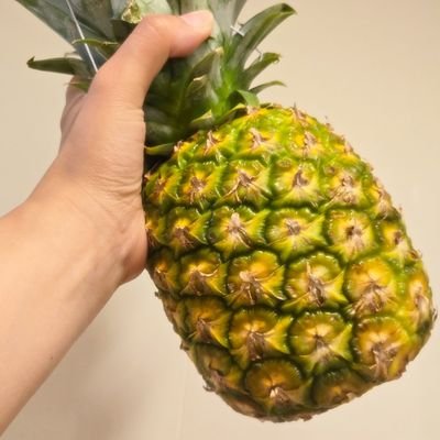 くらげっぷる🪼🍍