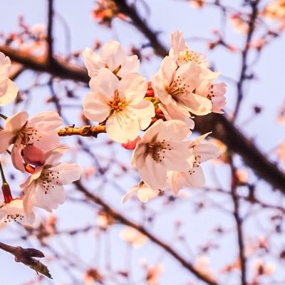 すだち