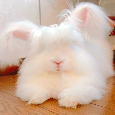 Tippy🐰てぃっぴー