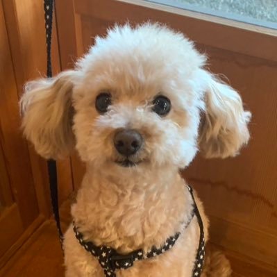 ⚡️しゅうへい🍋🐯