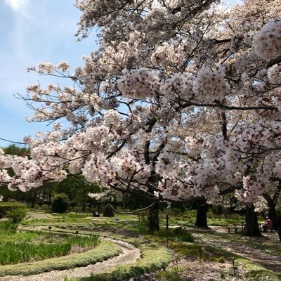 sakura🐧