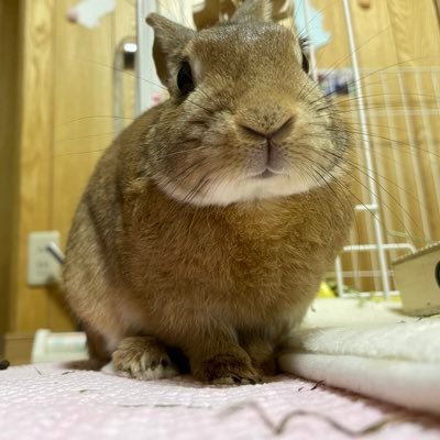 けむ(՞ ܸ. .ܸ՞)︎·͜·ᰔ