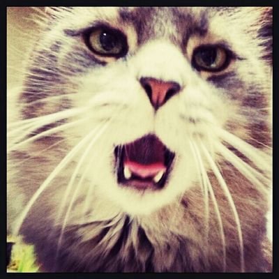 あべちゃん아베짱