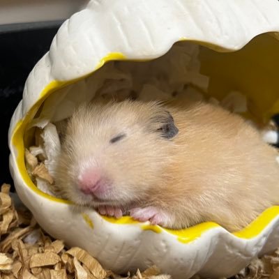 ゆめぴ🇮🇳🐹🍋