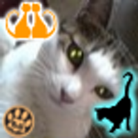 子猫ピロピ♡ぬこ様たちの(元)下僕💉CHD survivor