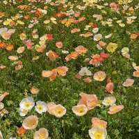 キャベツ🐿️♣️🏷️