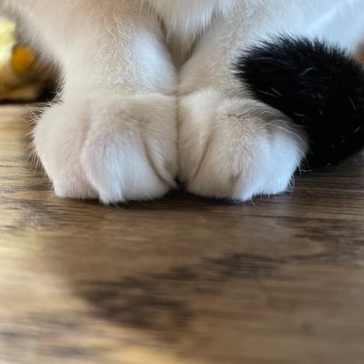 琥珀𝕤𝕖𝕧𝕖𝕟