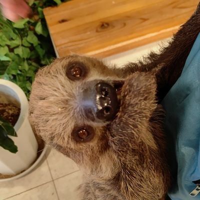 樹懶（ナマケモノ）