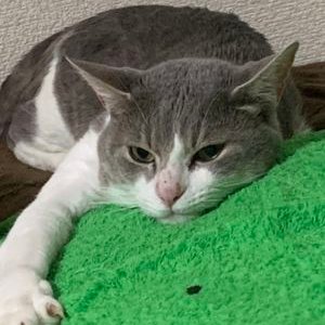 猫(にゃん)@ますたー