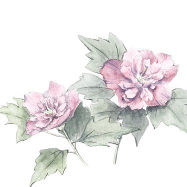 鶏林書笈＠臨時アカウント