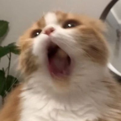 からすみちゃん