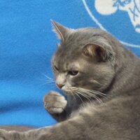 ヘタレライダー