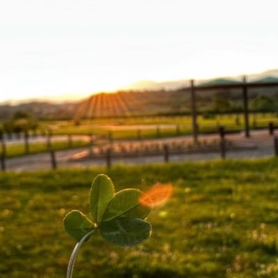 ldhsvttreamashiyedam