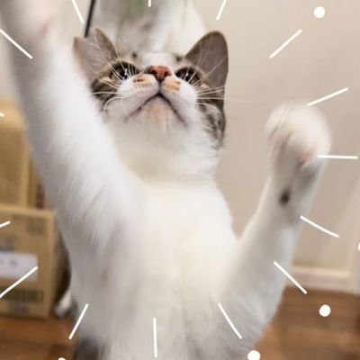 ⚽ほーちゃん📣