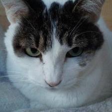 白猫＠東京・横浜