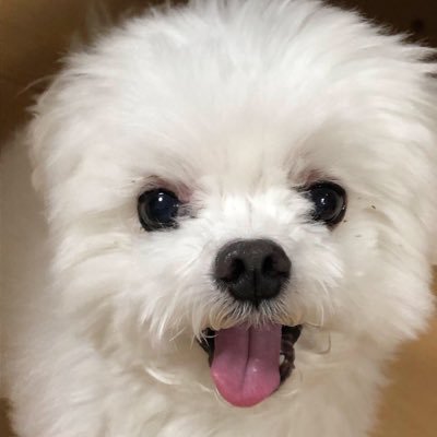 レオはタツノオトシゴ