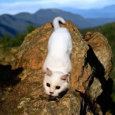 玄米梅塩むすび🇯🇵