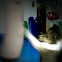 のほほん家族SP