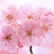 花見月🥀🌙（♥️ྀི/👑🧬🌟）❦ 💭💧🐁