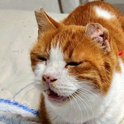 masaki猫バカ @masaki_nekobaka