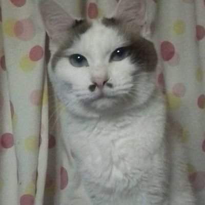 ハナクチョ猫☆タマ代④☃🧡