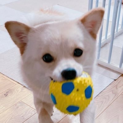 まゆごん