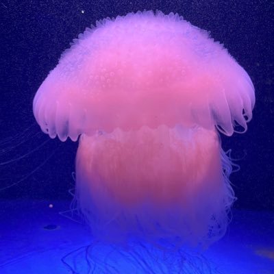 めらこ