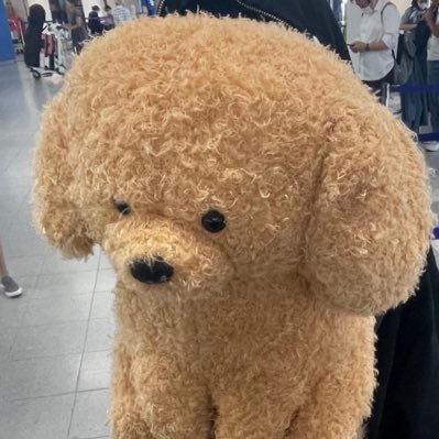 𝕞𝕚𝕕𝕠𝕞𝕚𝕣𝕠 💫 ⍝ʕ´•ᴥ•`ʔ⍝