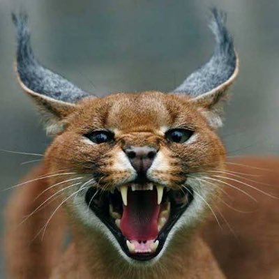 カラカル　建史