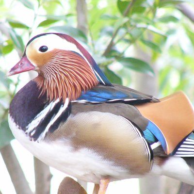 みどりん（ぷりりん）