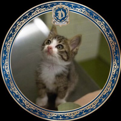 み〜(미〜)🐈🍊𝕗𝕒𝕟 𝕒𝕔𝕔𝕠𝕦𝕟𝕥