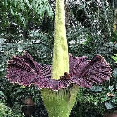 水野たん@京都(ナウル検定準4級🇳🇷)