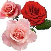 🩷奈良鼻毛ランド🩷